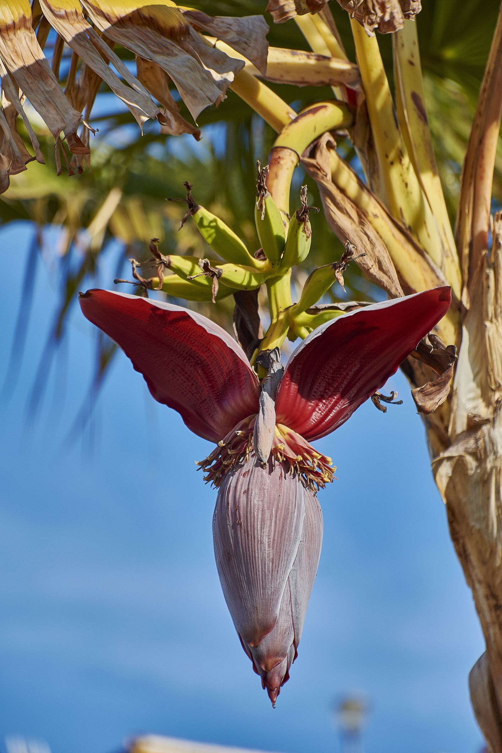 Nikon D7200 sample photo. Banana, flower, tree photography