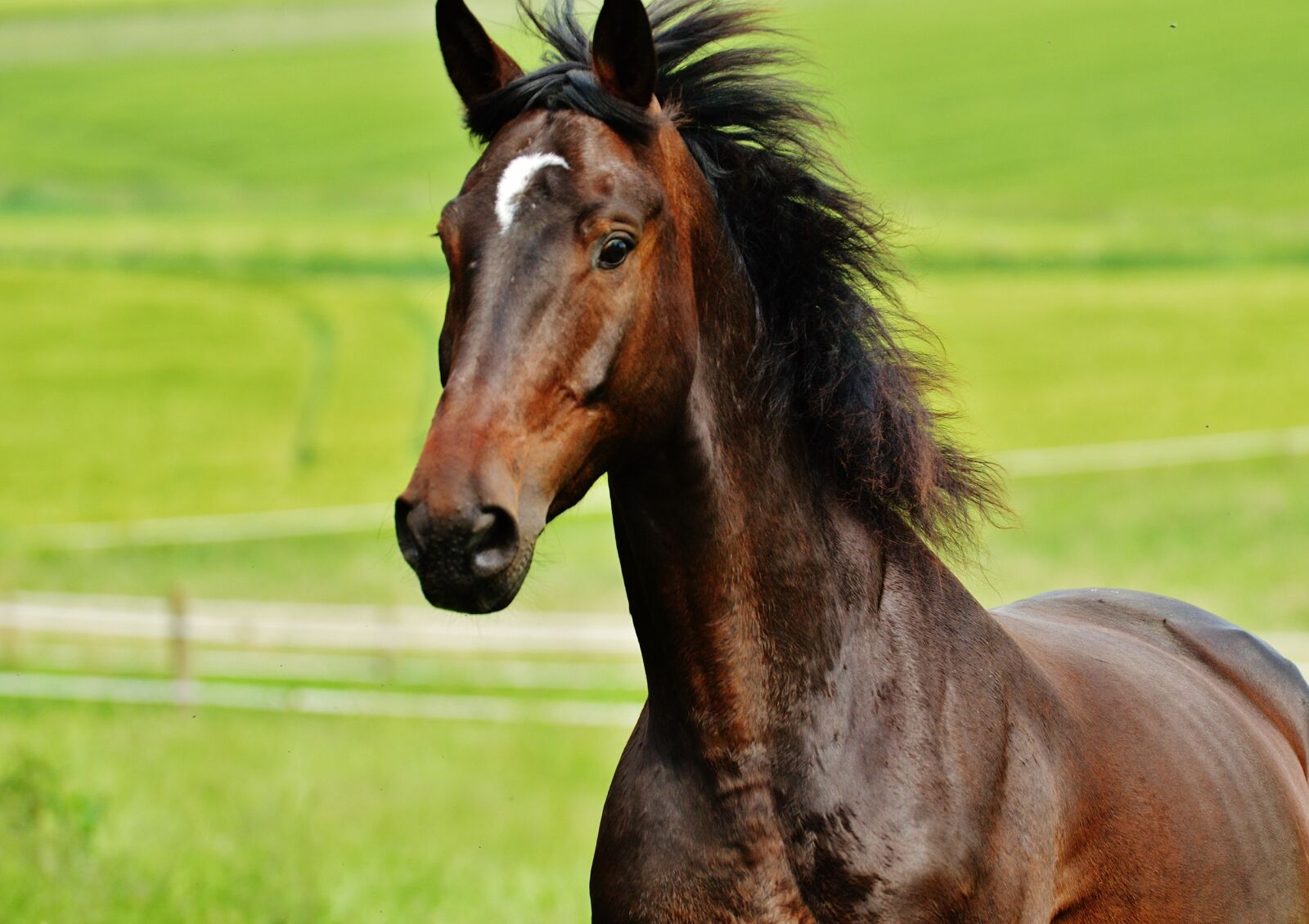 Nikon D3200 sample photo. Horse, coupling, stallion photography