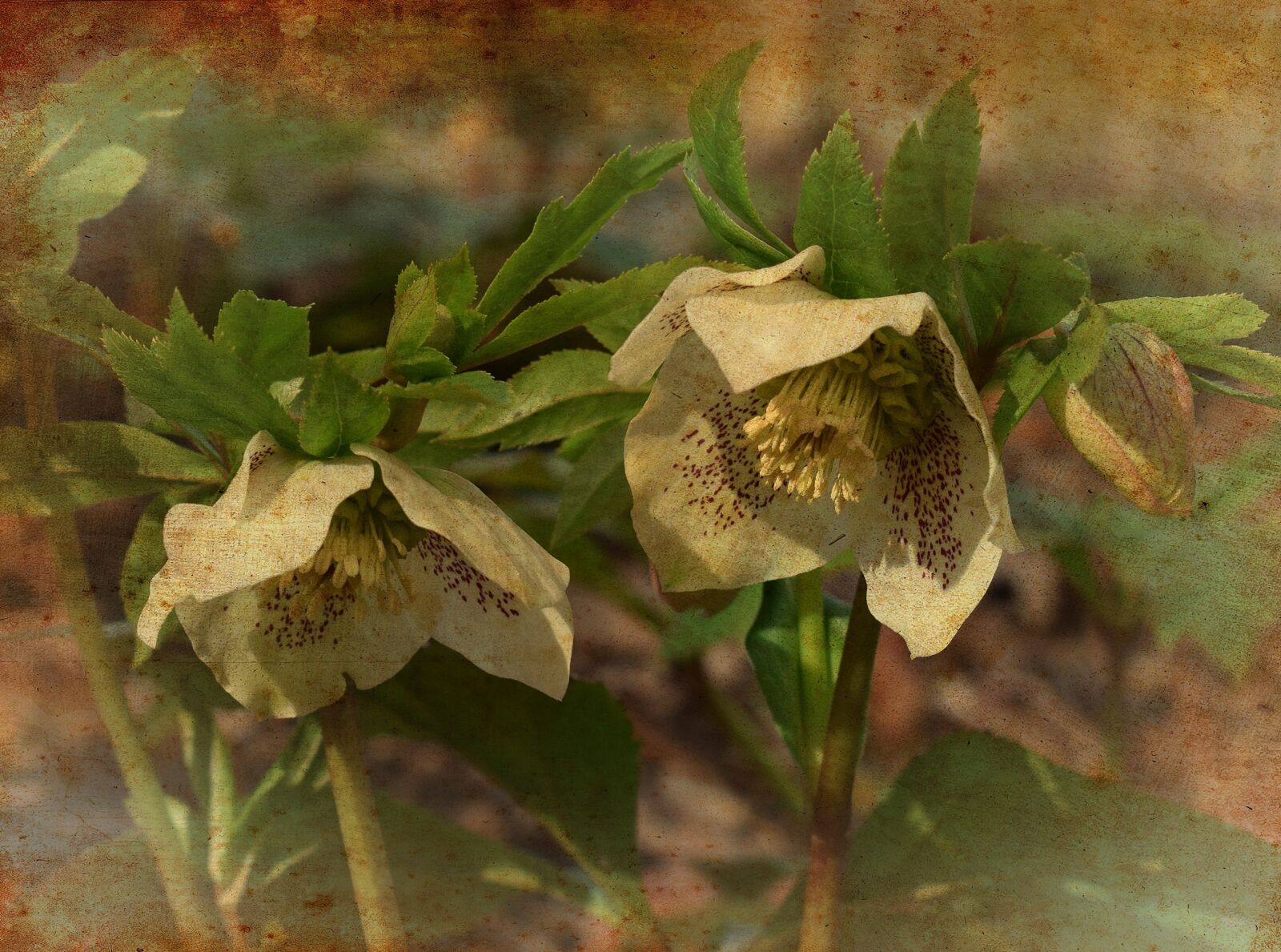 Nikon D3300 sample photo. White hellebore, graphic, aged photography
