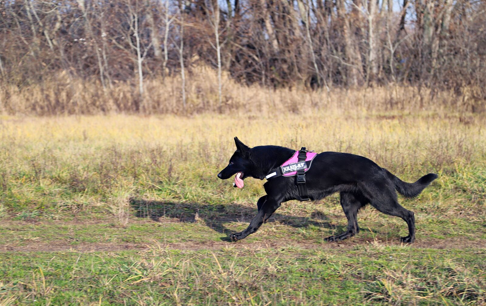 Canon EOS 6D Mark II sample photo. Black german shepherd, dog photography