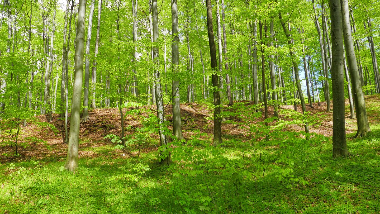 Panasonic Lumix DMC-FZ1000 sample photo. Forest, spring, beech forest photography