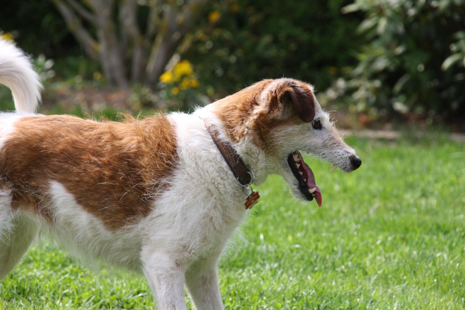 Canon EOS 1000D (EOS Digital Rebel XS / EOS Kiss F) sample photo. Dog, dog breed, play photography