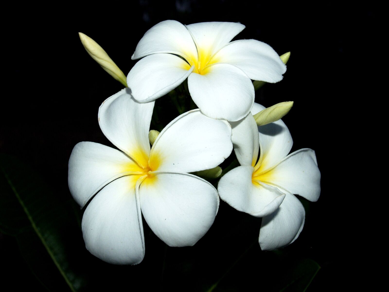 Olympus E-300 (EVOLT E-300) sample photo. Plumeria, closeup, tree photography