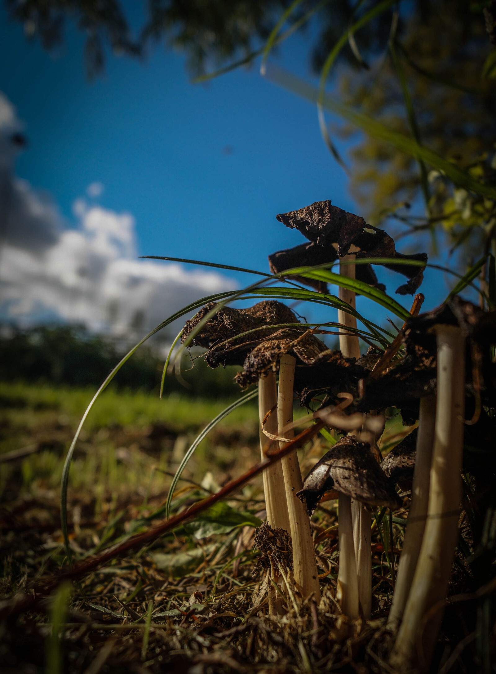 Sony SLT-A58 sample photo. Wood, sky, forest, autumn photography