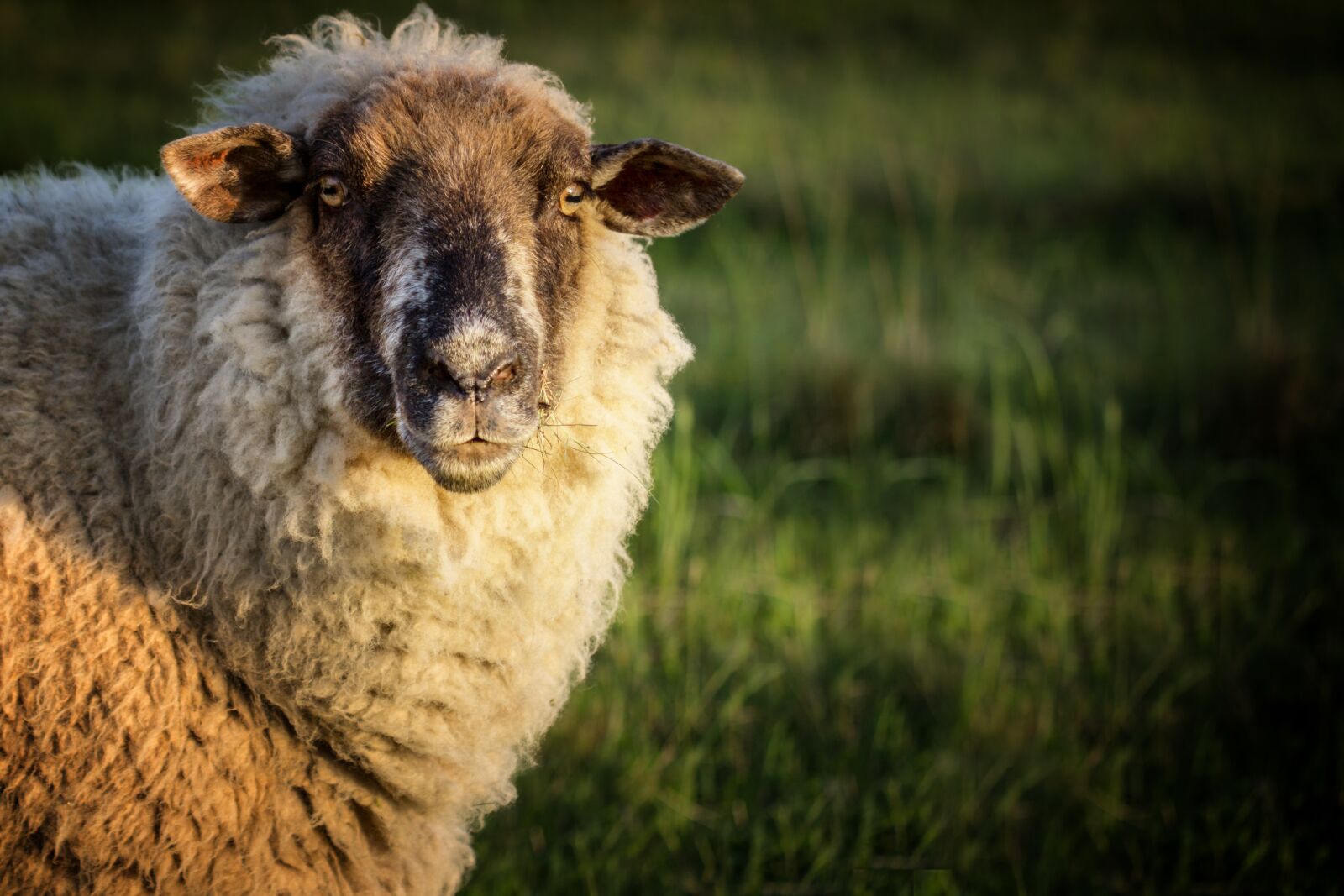 Canon EOS 600D (Rebel EOS T3i / EOS Kiss X5) + Canon TAMRON SP 90mm F/2.8 Di VC USD MACRO1:1 F004 sample photo. Sheep, meadow, animal photography
