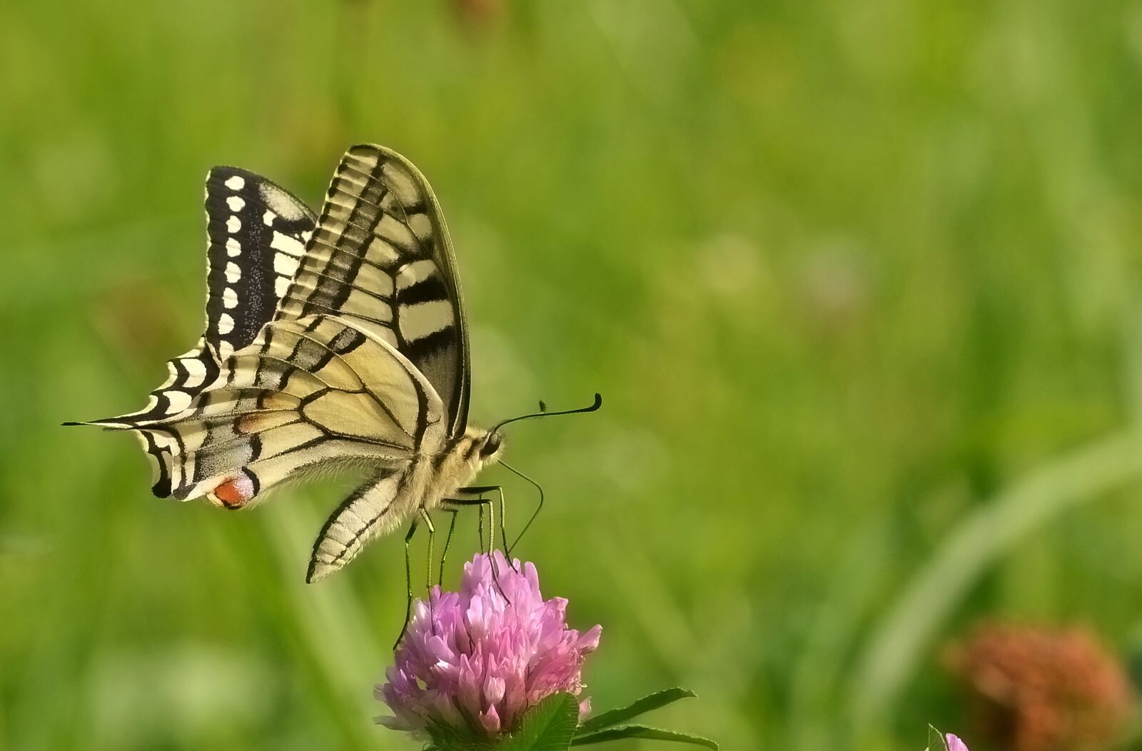 Nikon D5200 sample photo. Butterfly, dovetail, papilio machaon photography