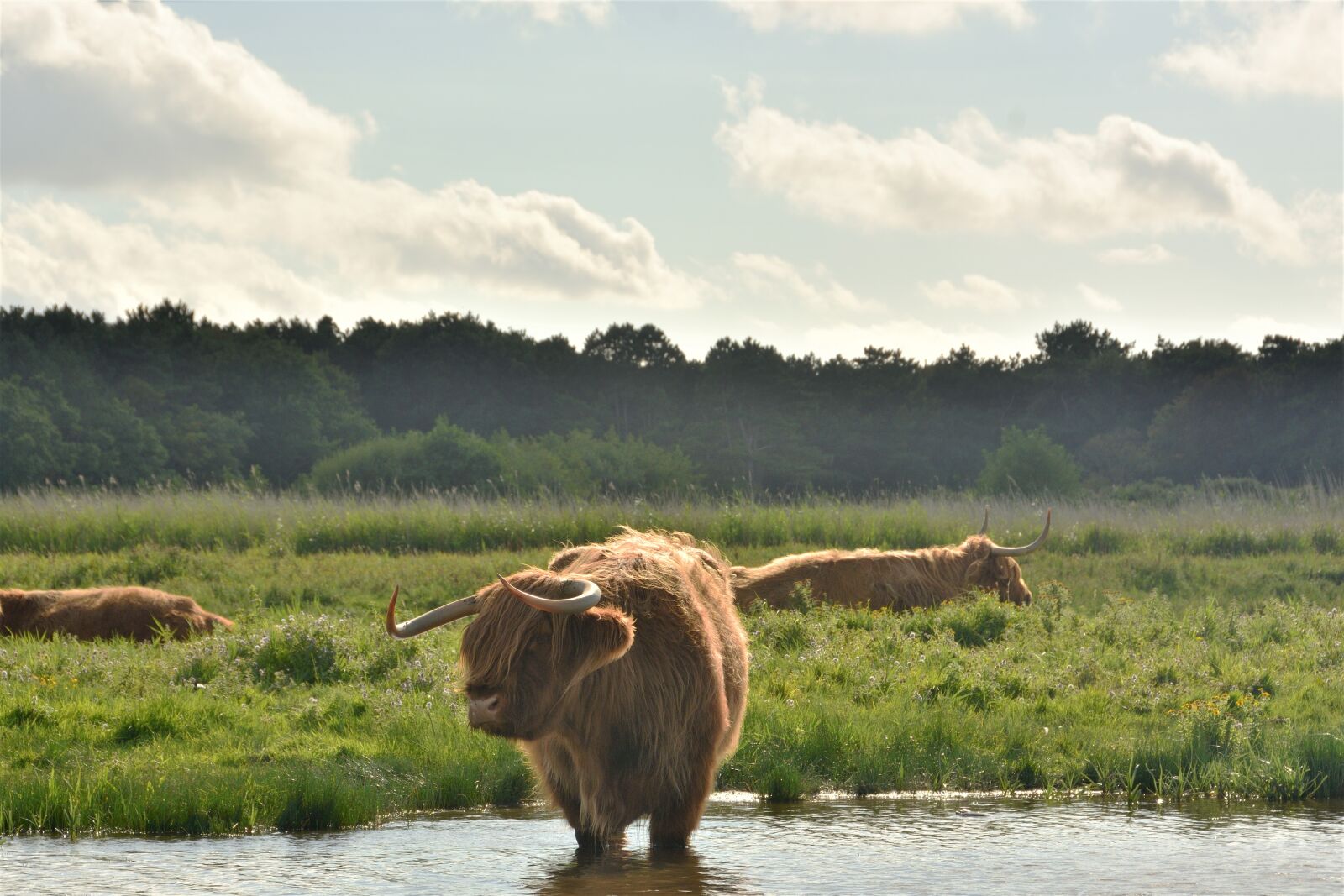 Nikon D3400 sample photo. Highlander cow, cow, animal photography