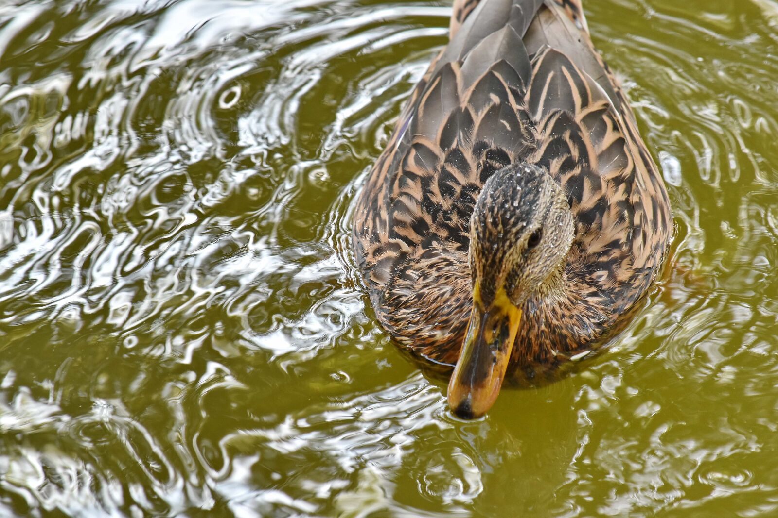 Nikon D5500 sample photo. Close-up, mallard, waterdrops, bird photography