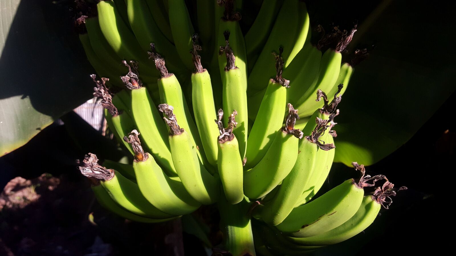 Samsung GALAXY S6 edge sample photo. Green, little, banana photography