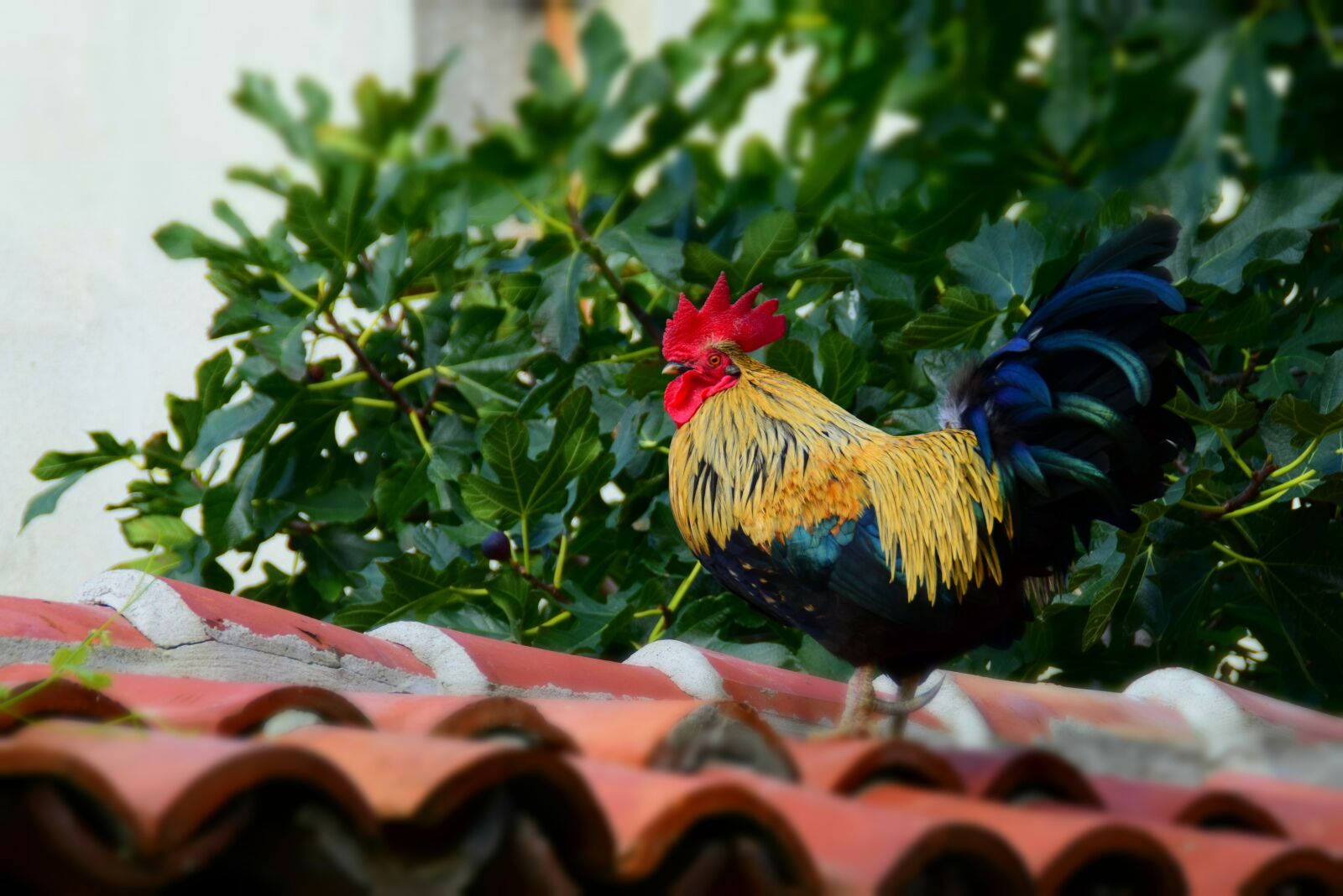Nikon D5300 sample photo. Hahn, roof, house photography