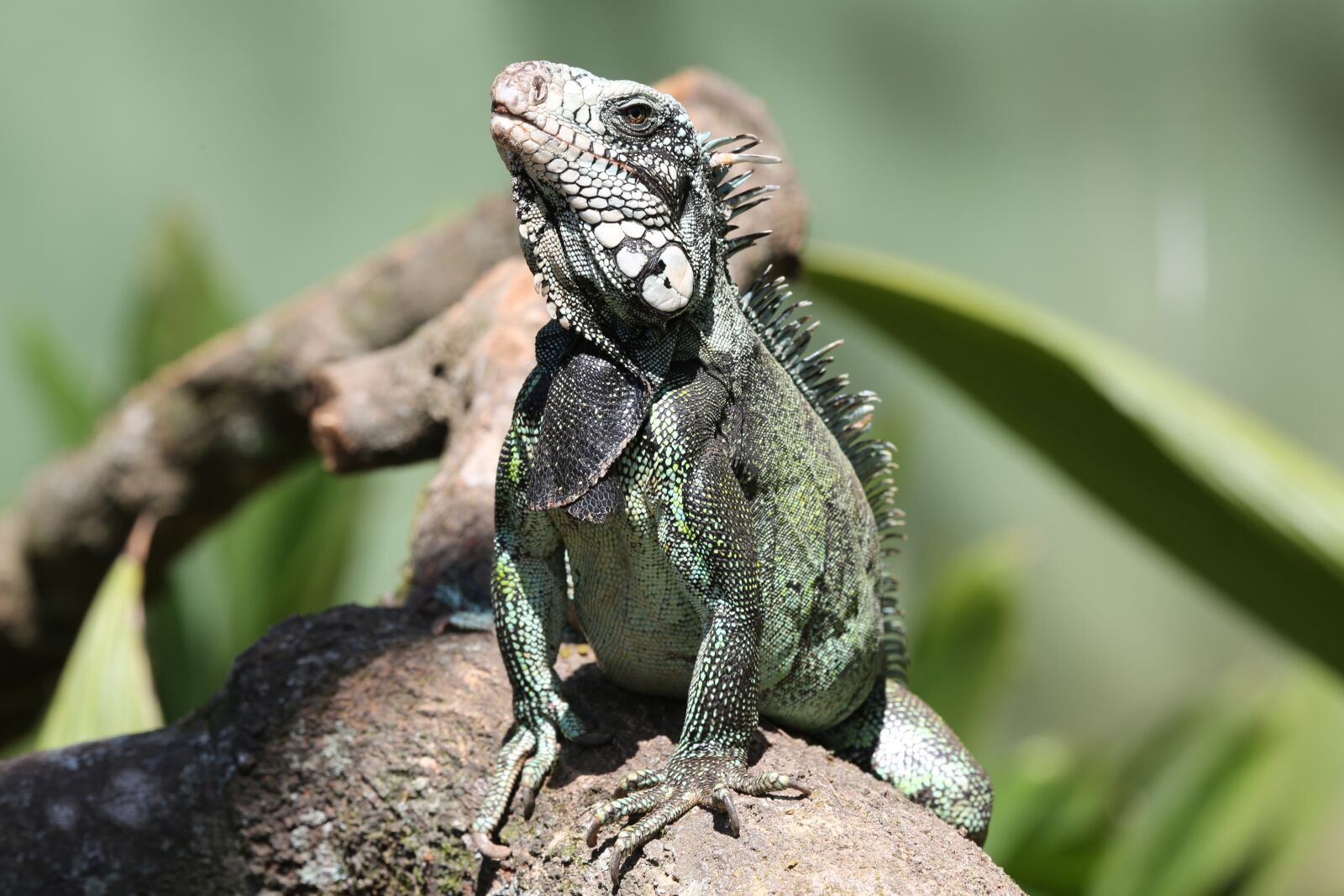 Canon EOS 5D Mark III + Canon EF 100-400mm F4.5-5.6L IS USM sample photo. Iguana, reptile, in dry photography