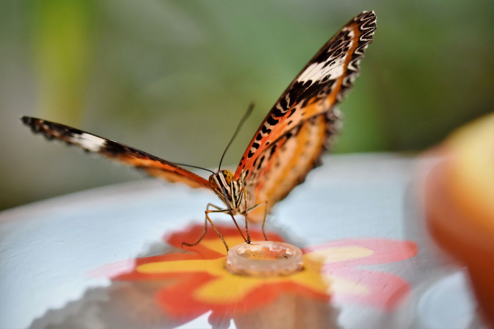 Nikon D7200 sample photo. Butterfly, tropical butterfly, exotic photography