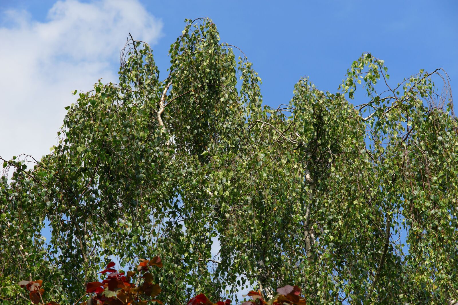Minolta AF 80-200mm F2.8 HS-APO G sample photo. Birch, trees, nature photography