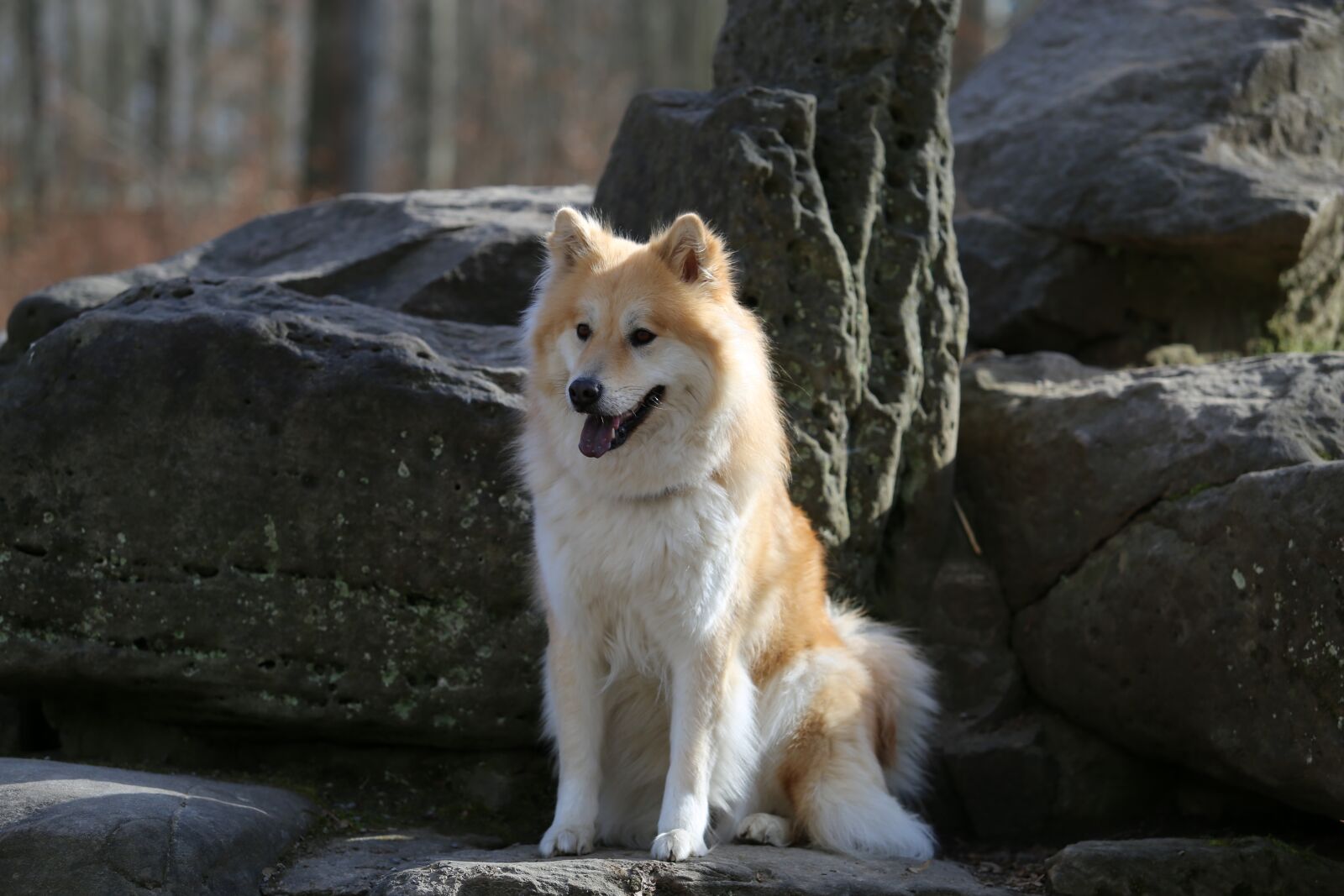 Canon EOS 6D sample photo. Eurasians, dog, animal photography