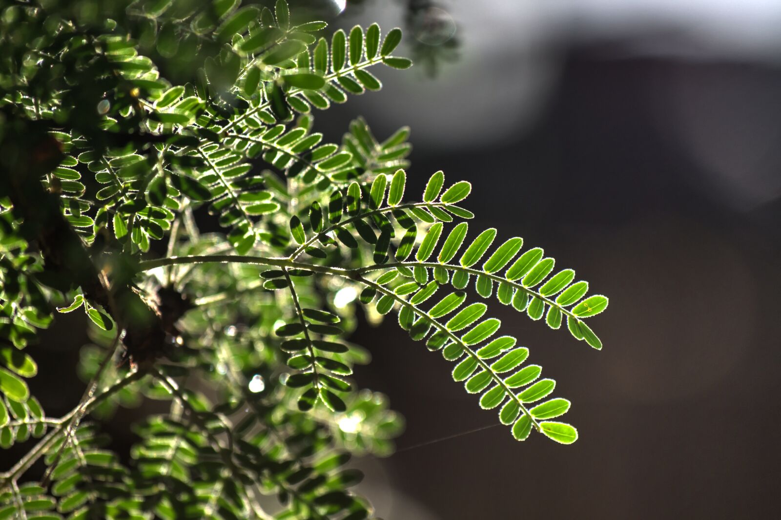 Nikon D90 sample photo. Thorn tree, new growth photography
