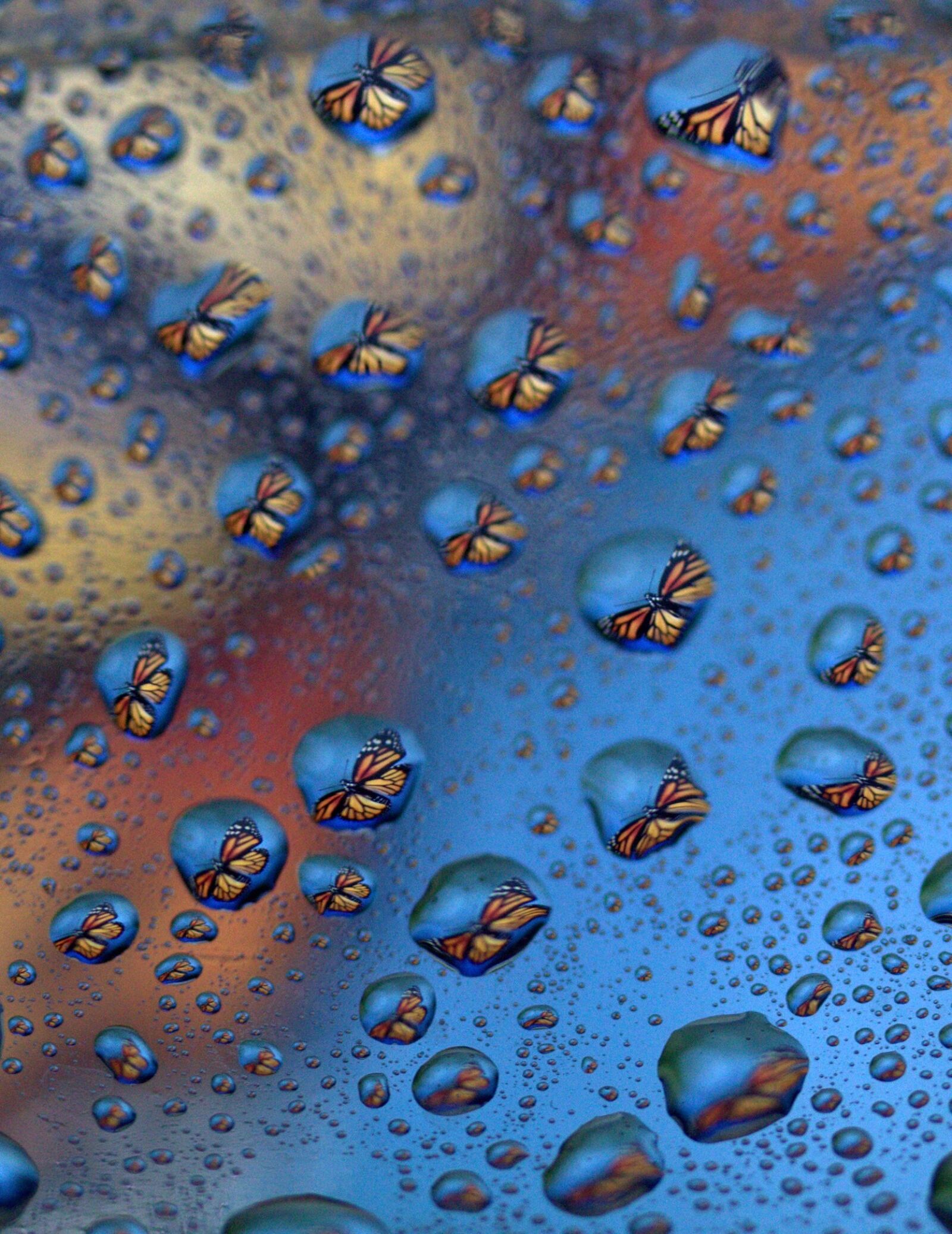 Canon EF-S 60mm F2.8 Macro USM sample photo. Drops, reflection, water photography