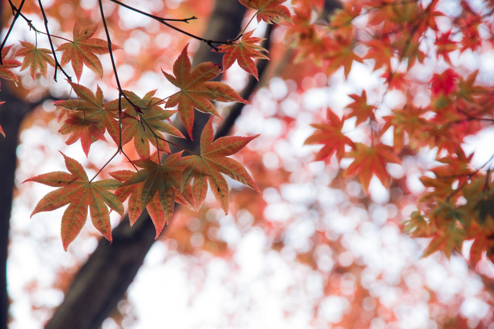 Canon EOS 7D sample photo. Red leaves, autumn, tree photography