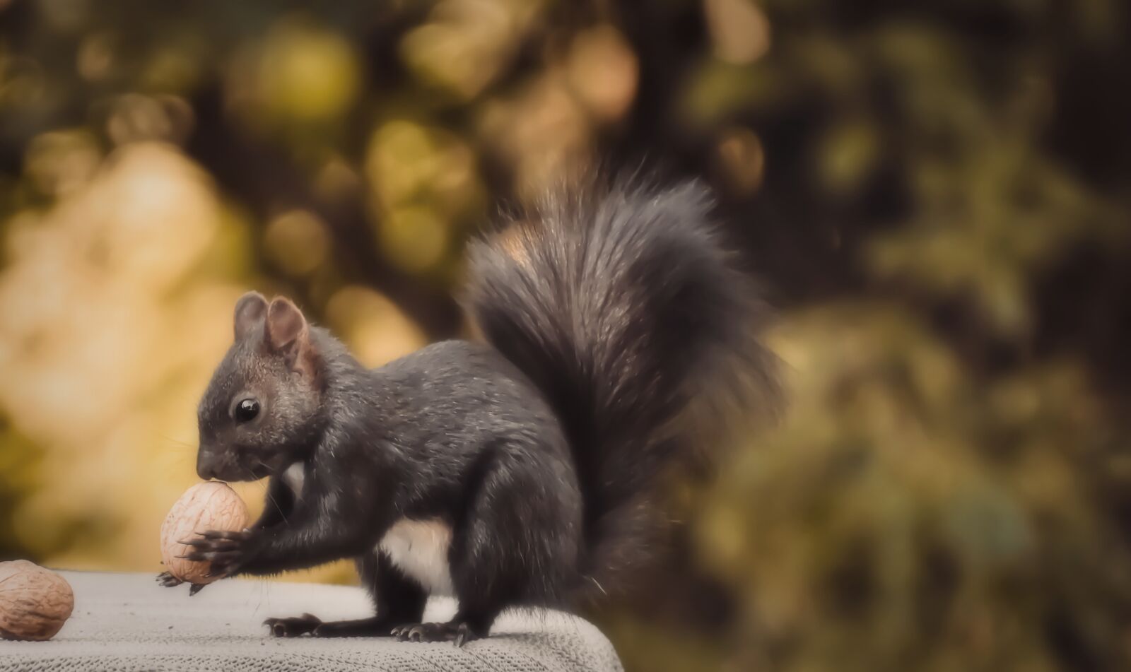 Nikon D7200 sample photo. Squirrel, nager, cute photography