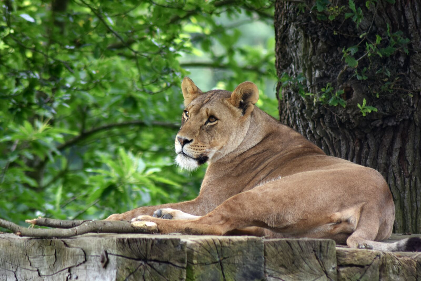 Nikon D7200 sample photo. Lion, lioness, predator photography