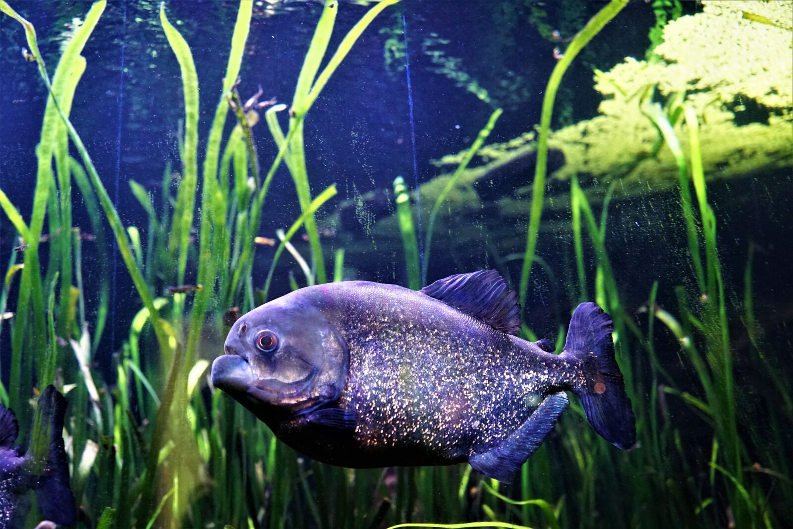 Sony ILCA-77M2 + Sony DT 16-50mm F2.8 SSM sample photo. Aquarium, nature, underwater photography