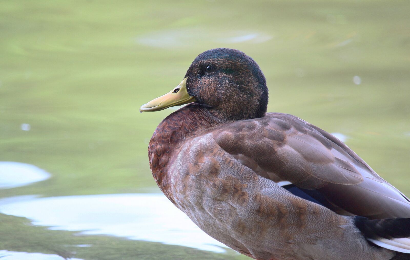Canon EF-S 55-250mm F4-5.6 IS STM sample photo. Duck, bird, lake photography