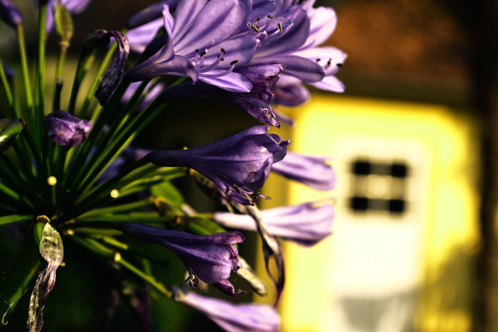 Nikon D3100 sample photo. Blossom, bloom, purple photography