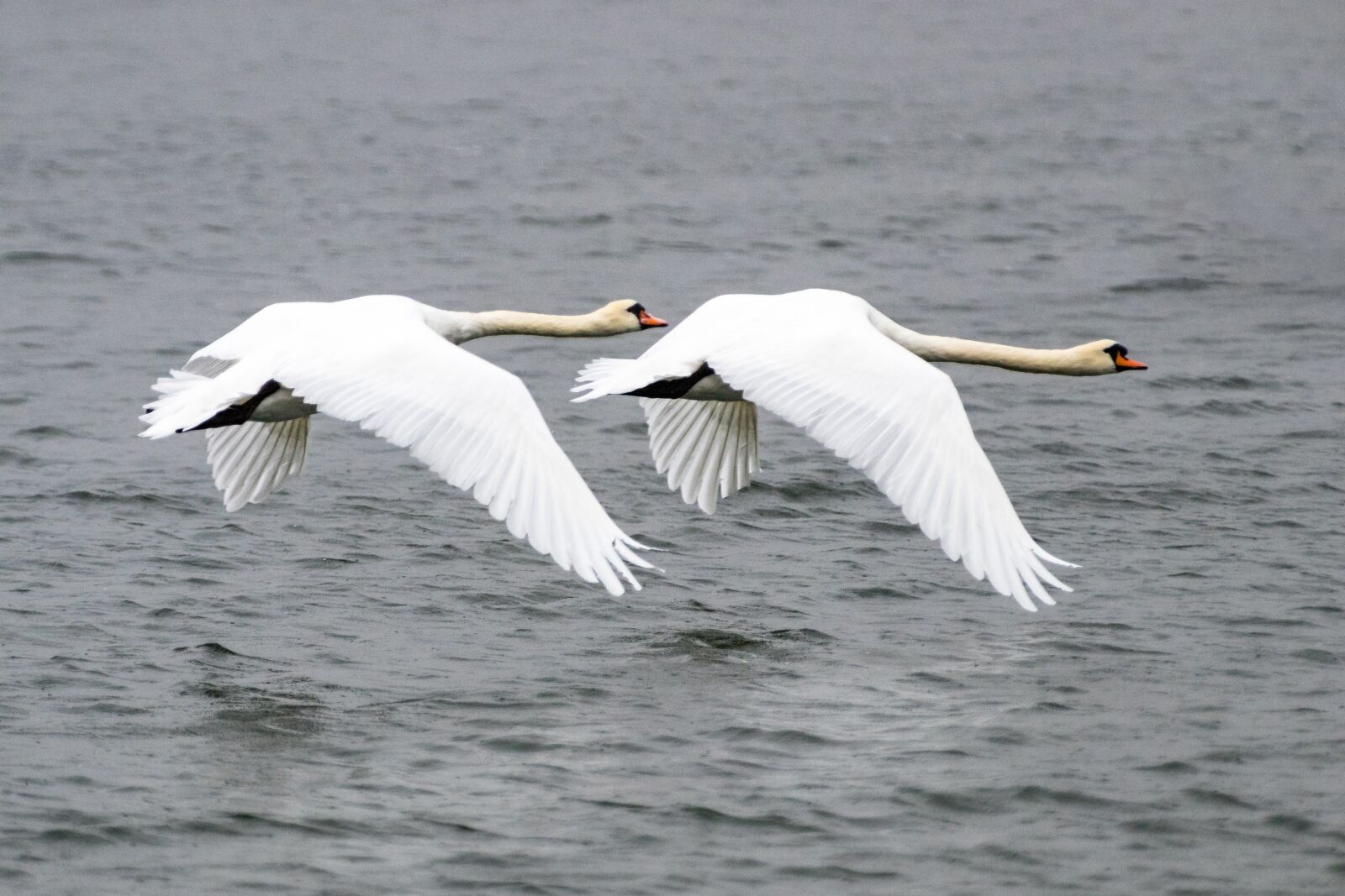 Canon EOS 80D sample photo. Swan, bird, animal photography