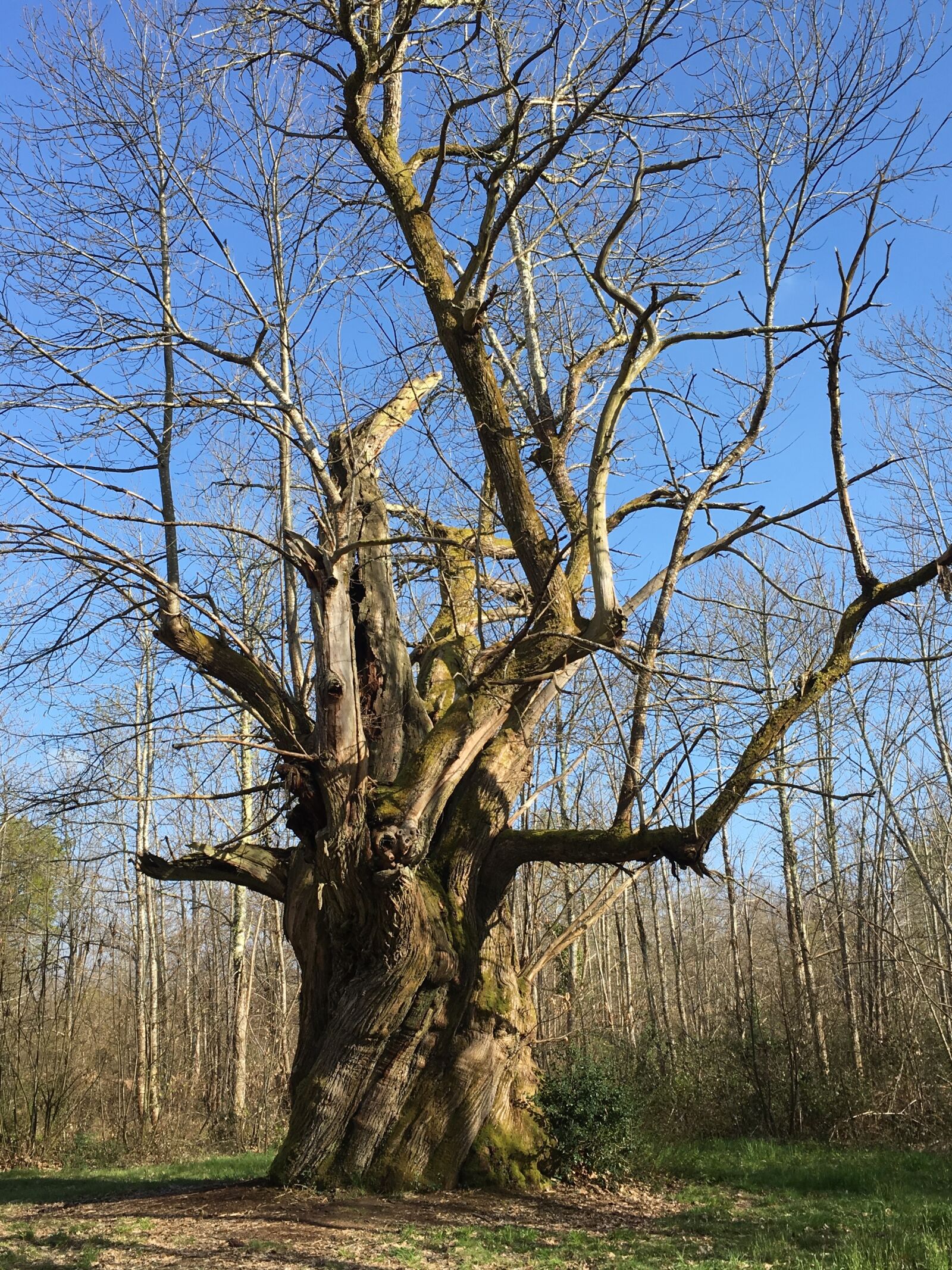 Apple iPhone 6s sample photo. Tree, millennium, forest photography