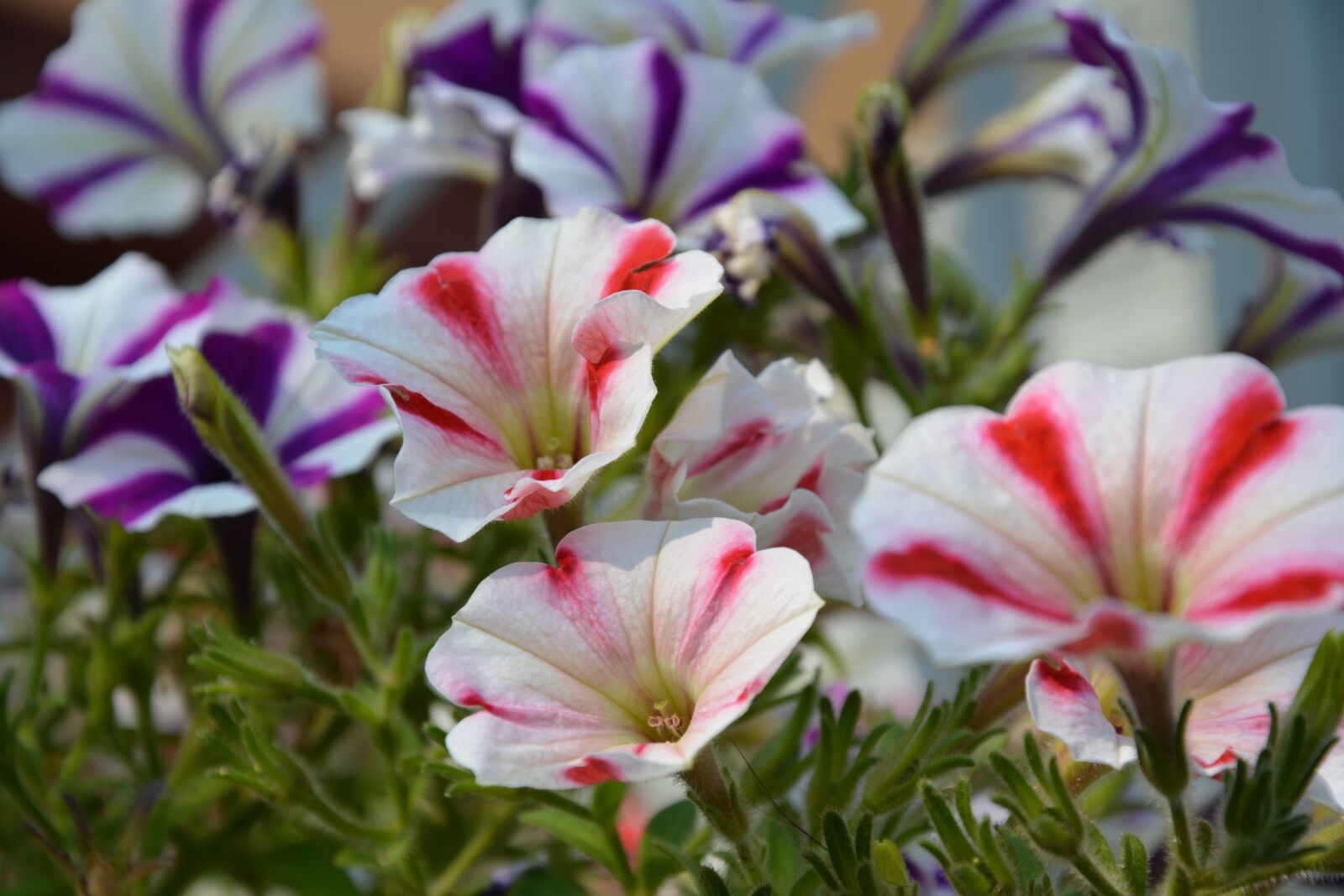 Nikon D5200 sample photo. Flowers, nature, white photography