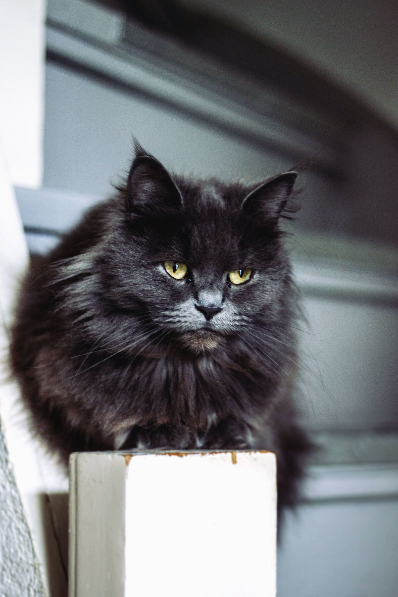 Canon EOS 500D (EOS Rebel T1i / EOS Kiss X3) sample photo. Cat, fur, kitten, pet photography