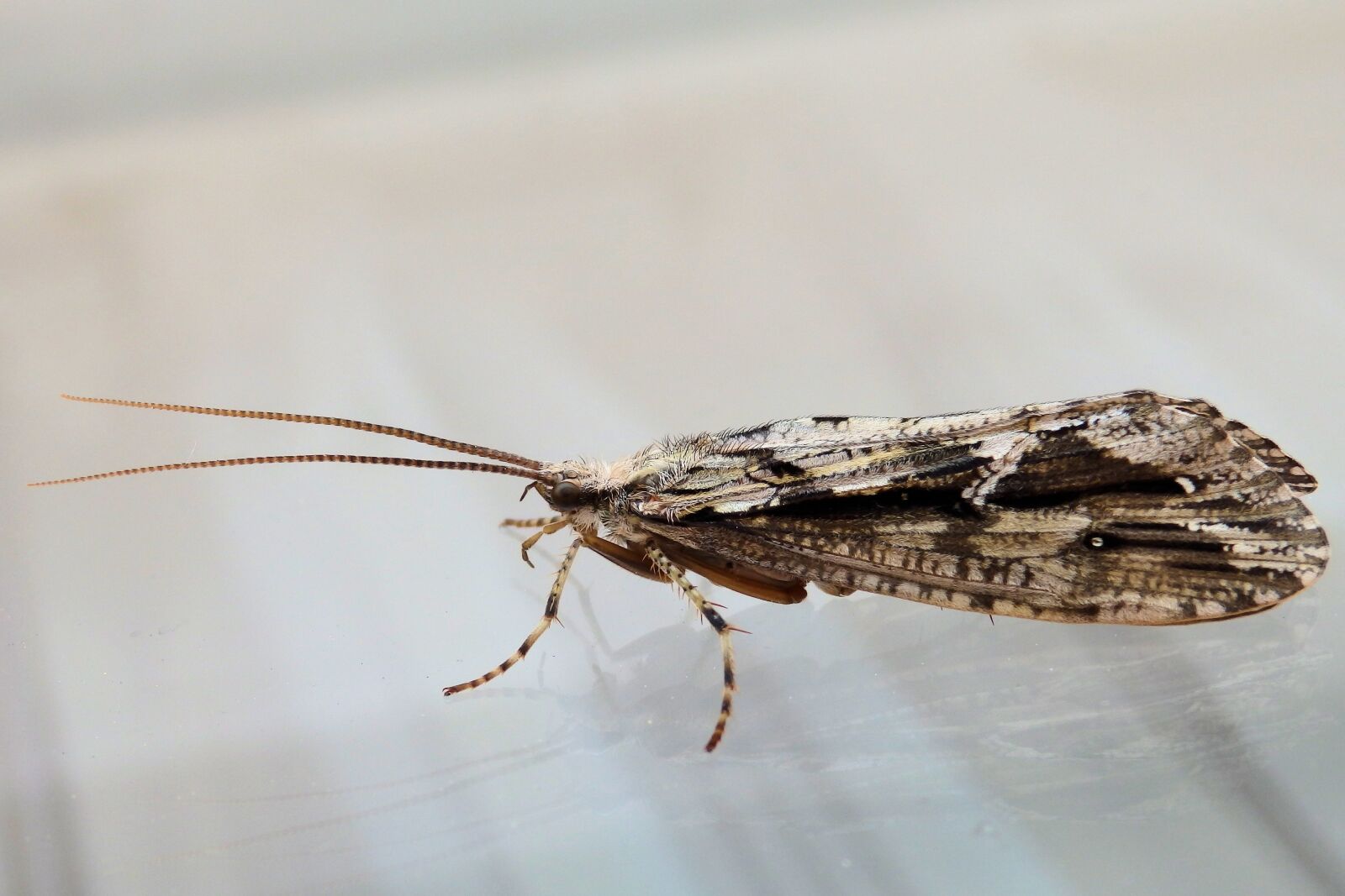 Olympus SZ-16,DZ-105 sample photo. Insect, macro, closeup photography