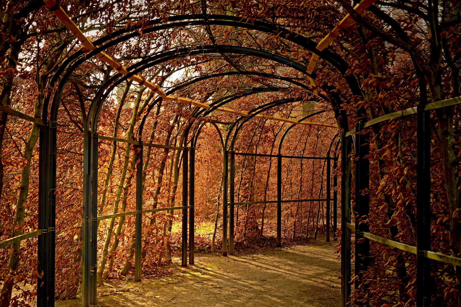 Nikon D3200 sample photo. Trellis, hedge, arches photography