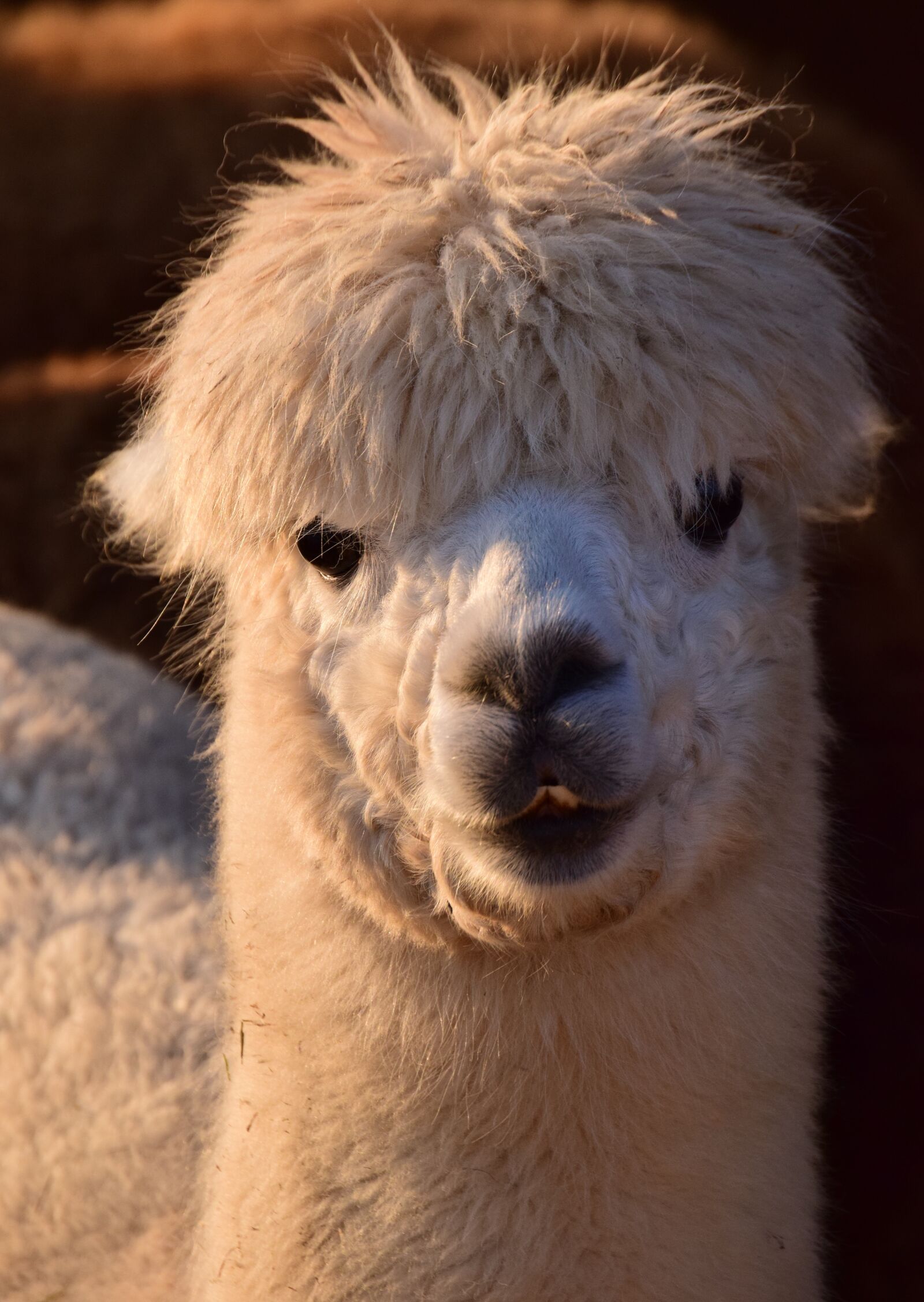 Nikon D3300 sample photo. Alpaca, animal, white photography