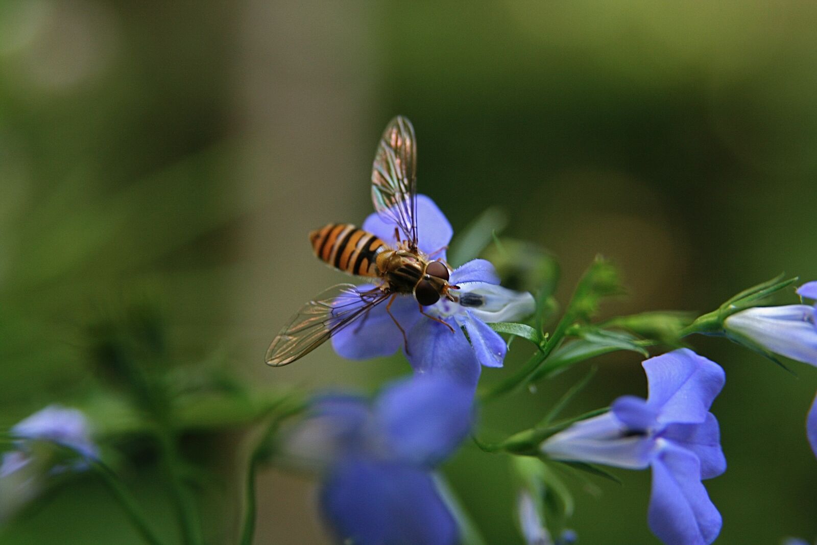 Canon EOS 400D (EOS Digital Rebel XTi / EOS Kiss Digital X) sample photo. Insect, hoverfly, flying photography