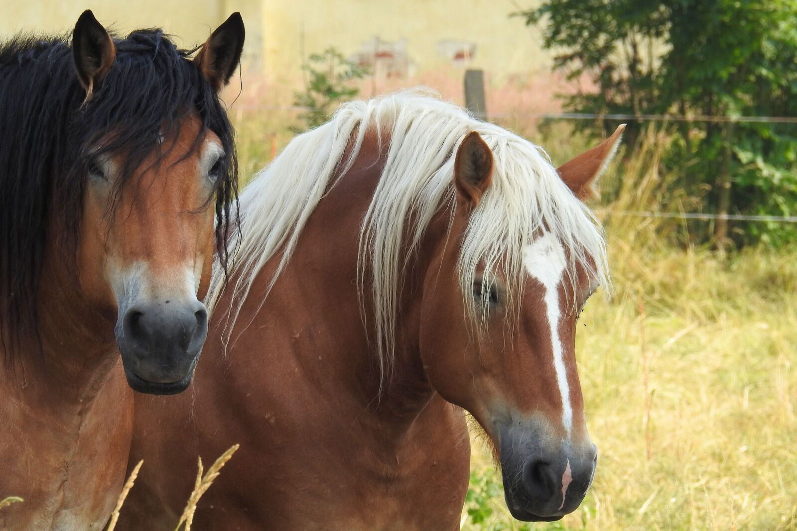 Nikon Coolpix P900 sample photo. Horses, cold blooded animals photography
