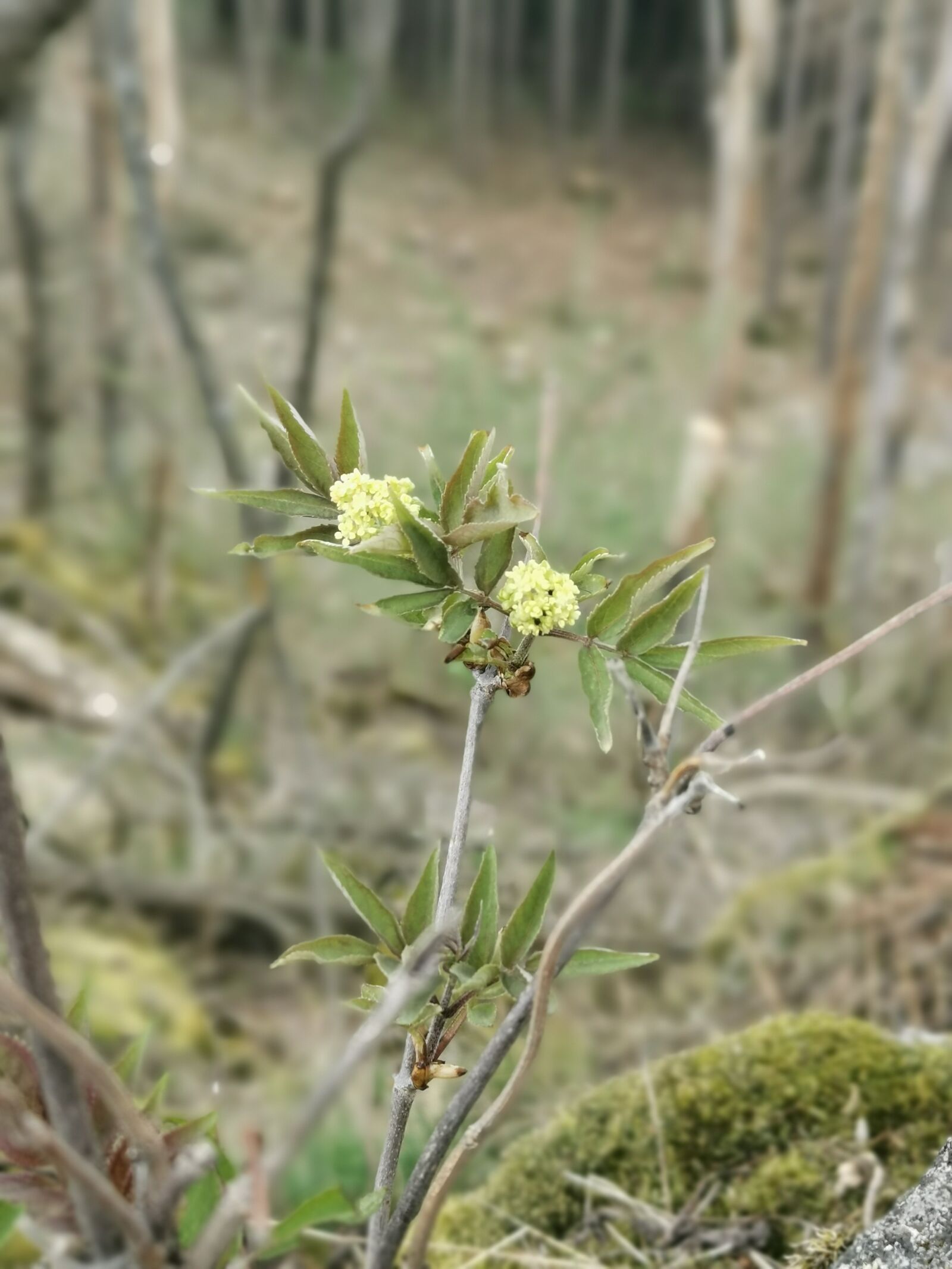 HUAWEI P30 sample photo. Flower, plant, nature photography