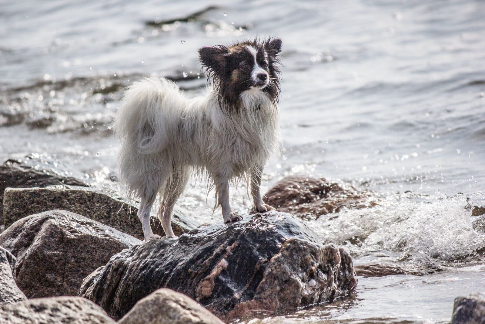 Canon EF-S 55-250mm F4-5.6 IS sample photo. Sea, dog, stones photography