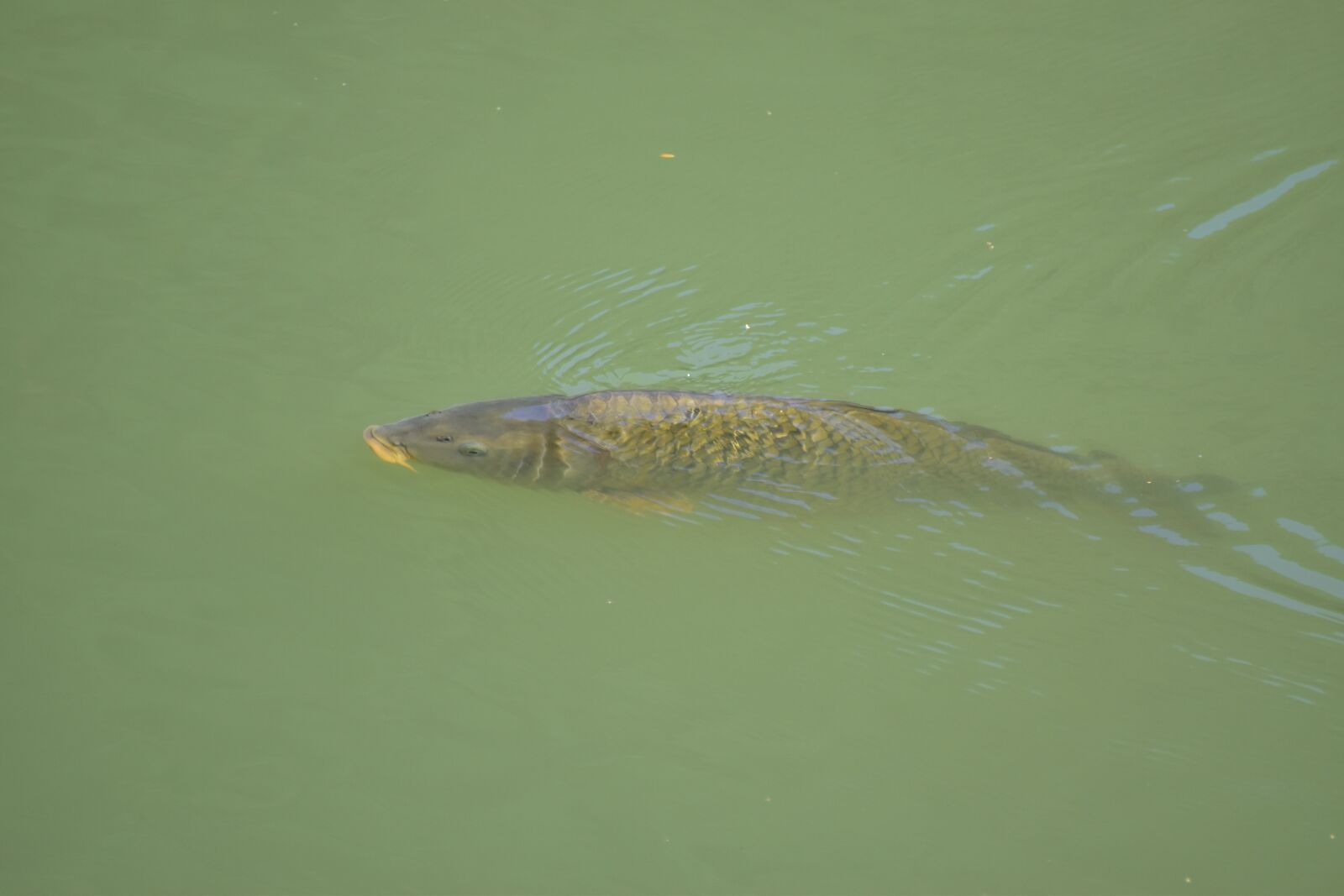 Nikon D5600 sample photo. Floating carp, fish, water photography