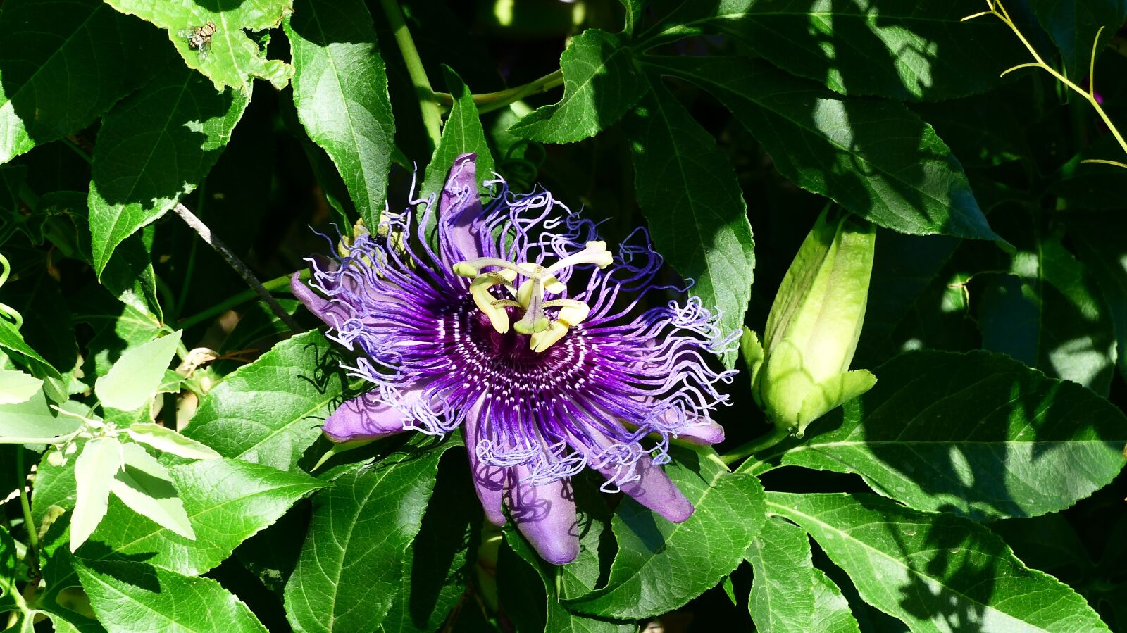 Panasonic Lumix DMC-FZ200 sample photo. Flower, violet, plants photography
