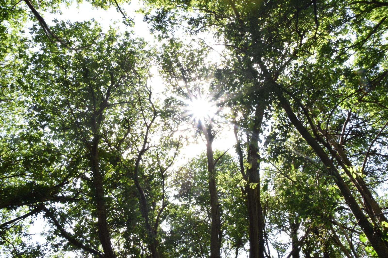 Nikon D5300 sample photo. Sun, radius, tree photography