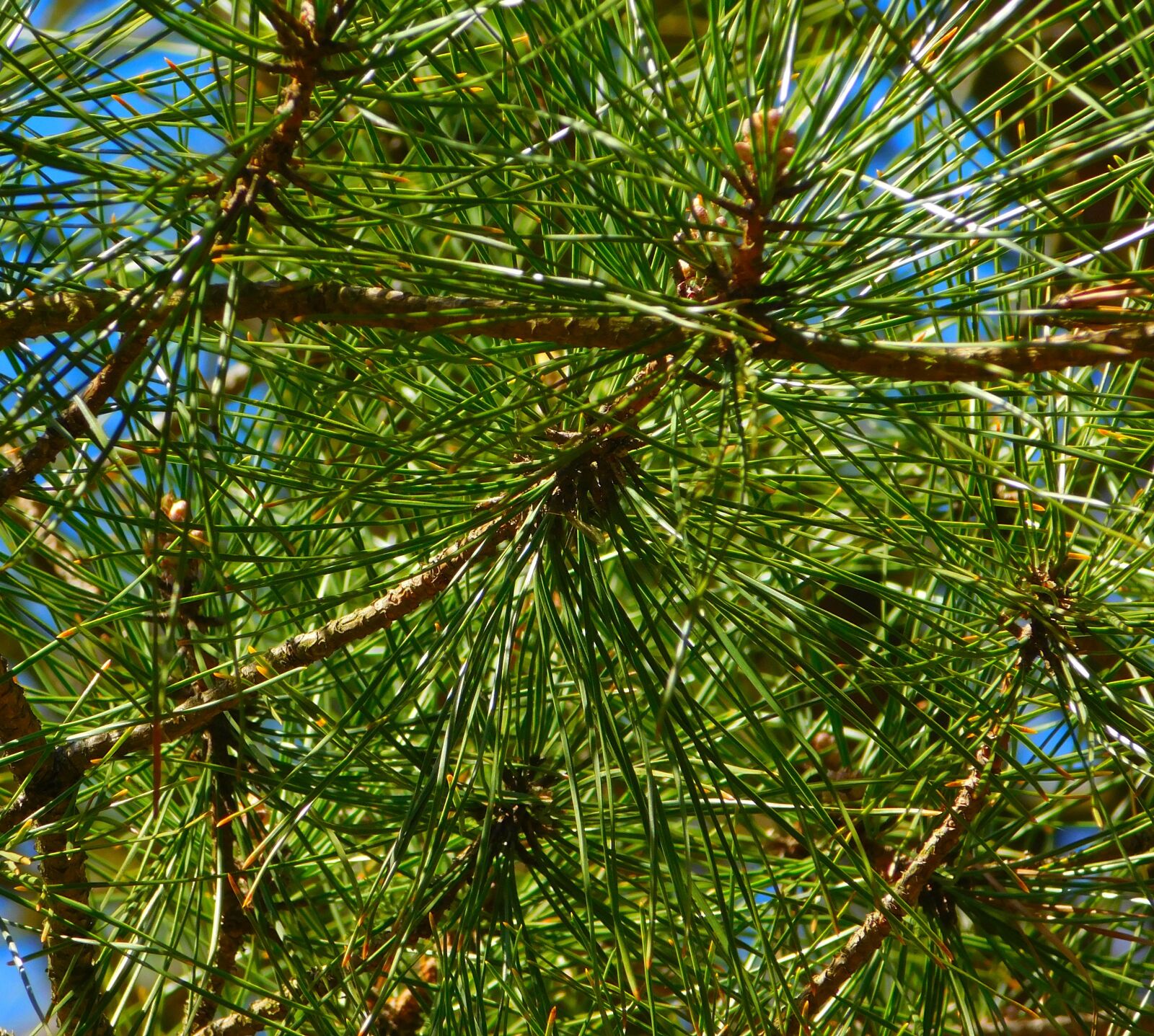 Nikon Coolpix L840 sample photo. Gymnosperm plant, needles, branches photography