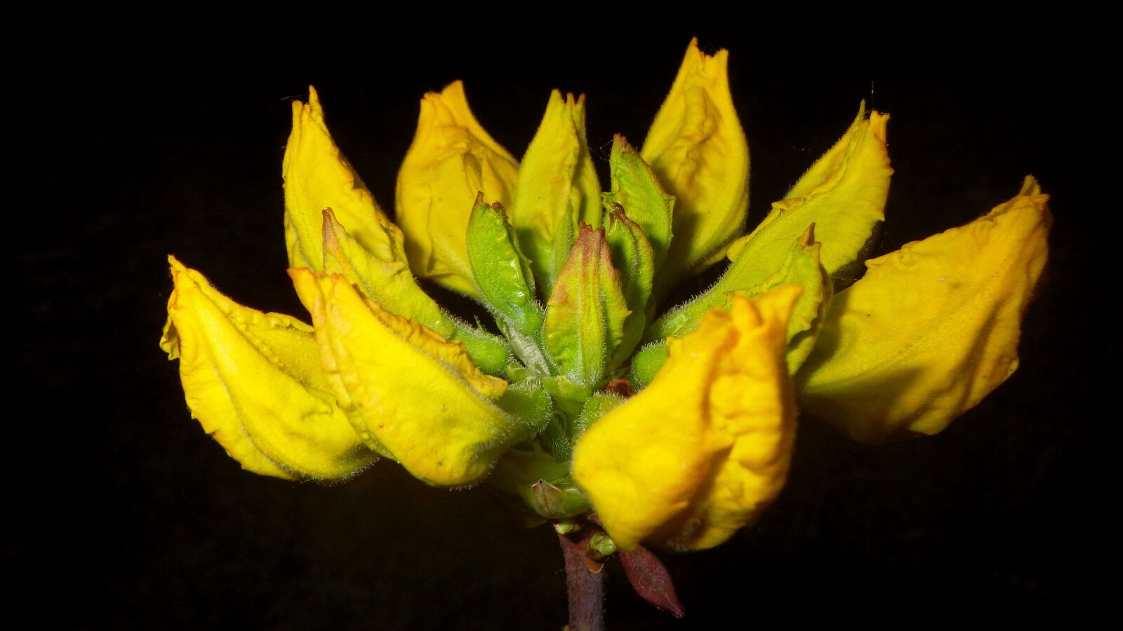 Pentax Optio WG-2 sample photo. Nature, plant, leaf plants photography