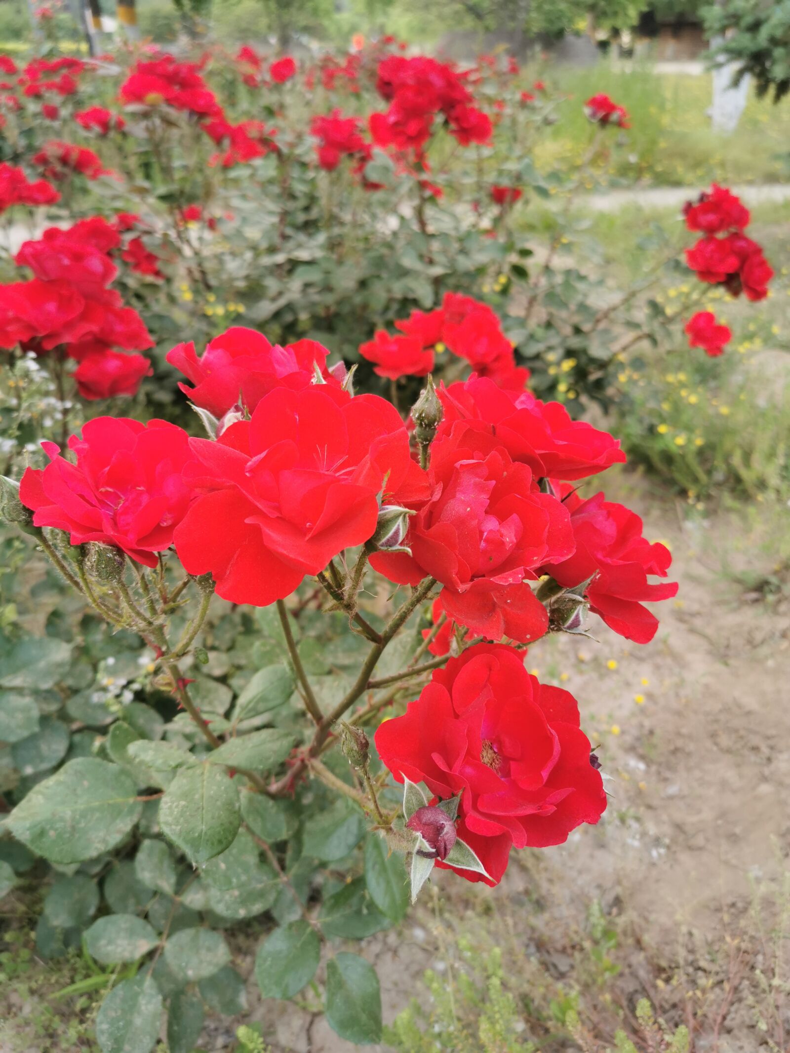 HUAWEI P30 sample photo. Rose, beijing flowers, red photography