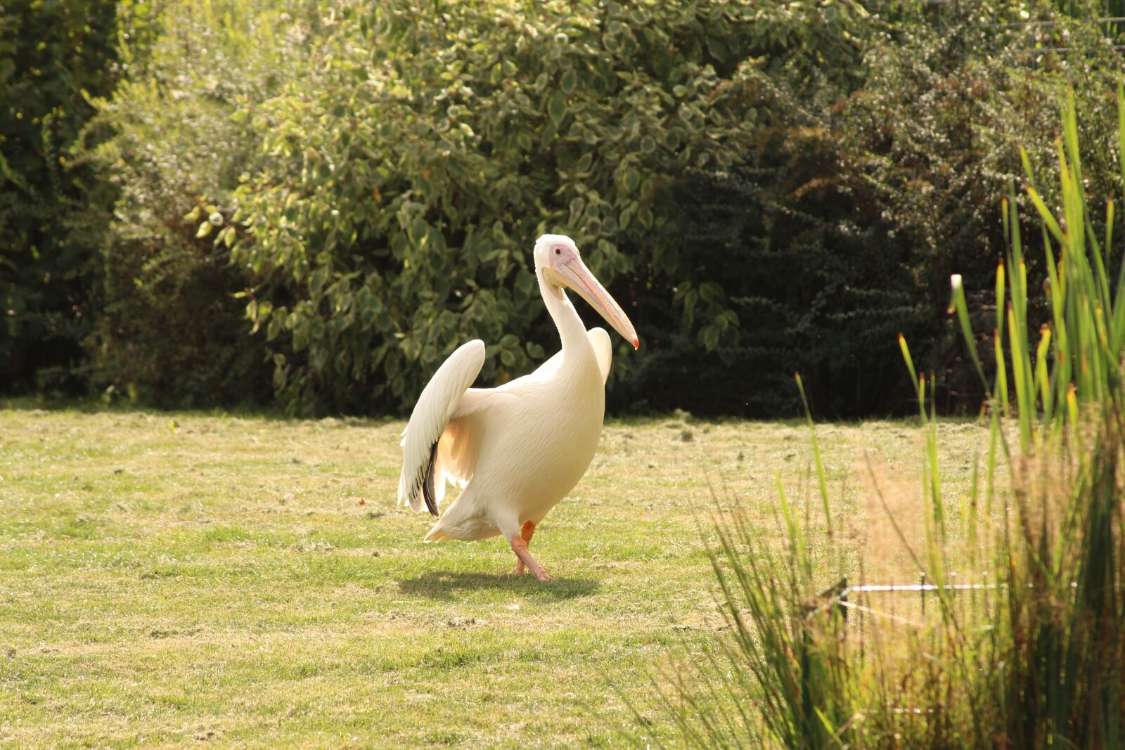 Canon EOS 600D (Rebel EOS T3i / EOS Kiss X5) sample photo. Pelikan, bird, zoo photography