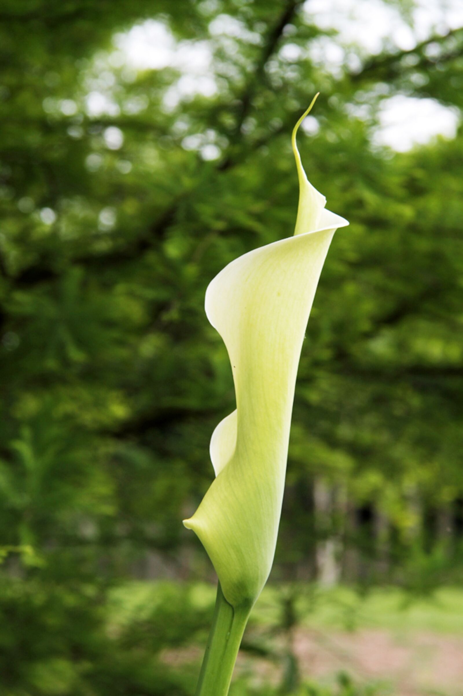 Canon EOS 7D + Canon EF-S 17-85mm F4-5.6 IS USM sample photo. Flower, garden, botany photography