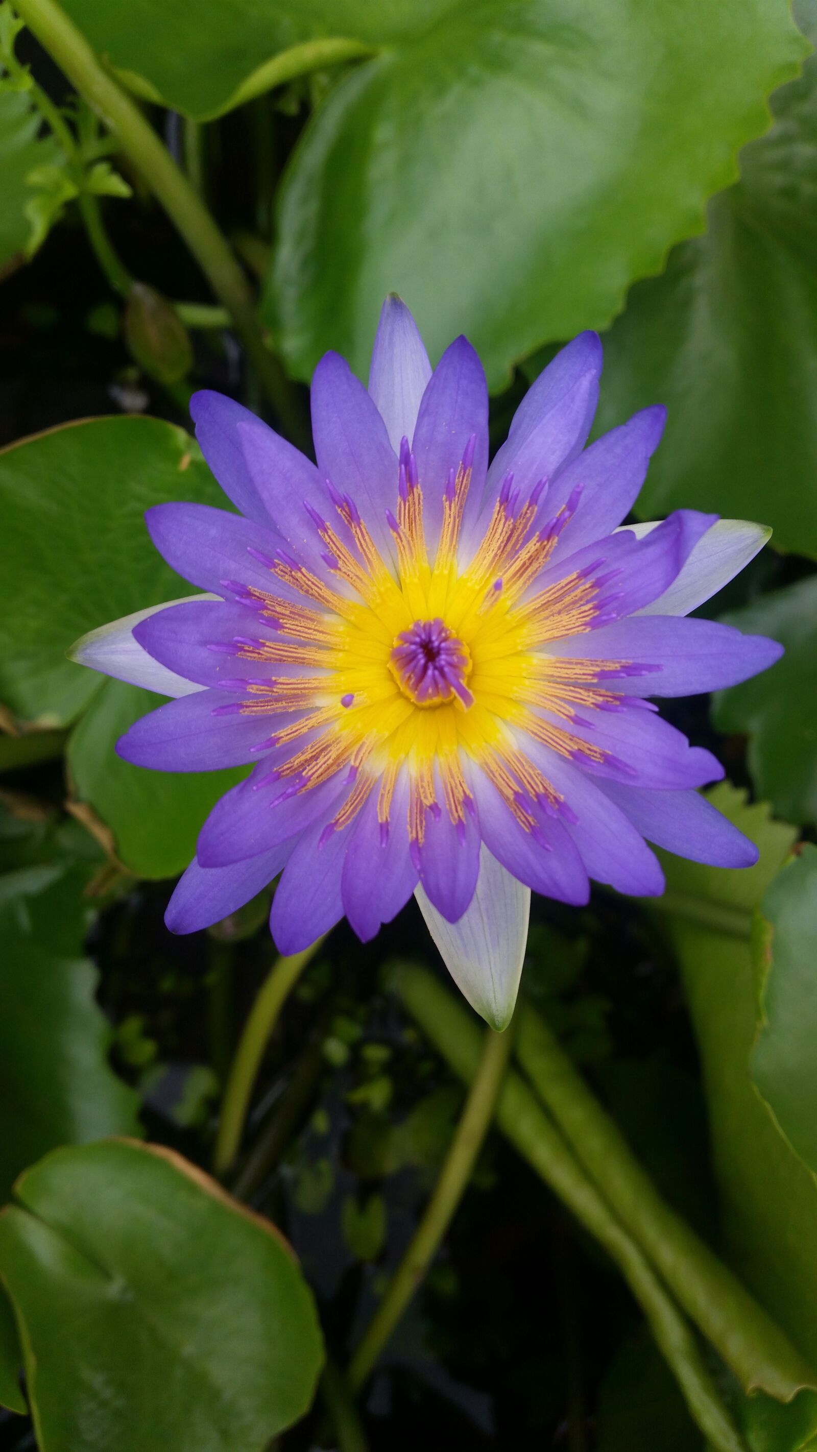 Samsung Galaxy S5 sample photo. Lotus, lotus thai, purple photography