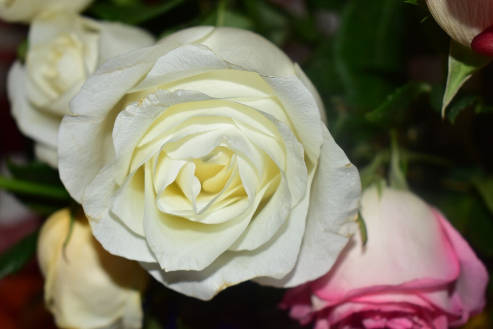 Nikon D5600 sample photo. Rosa, flower, plant photography