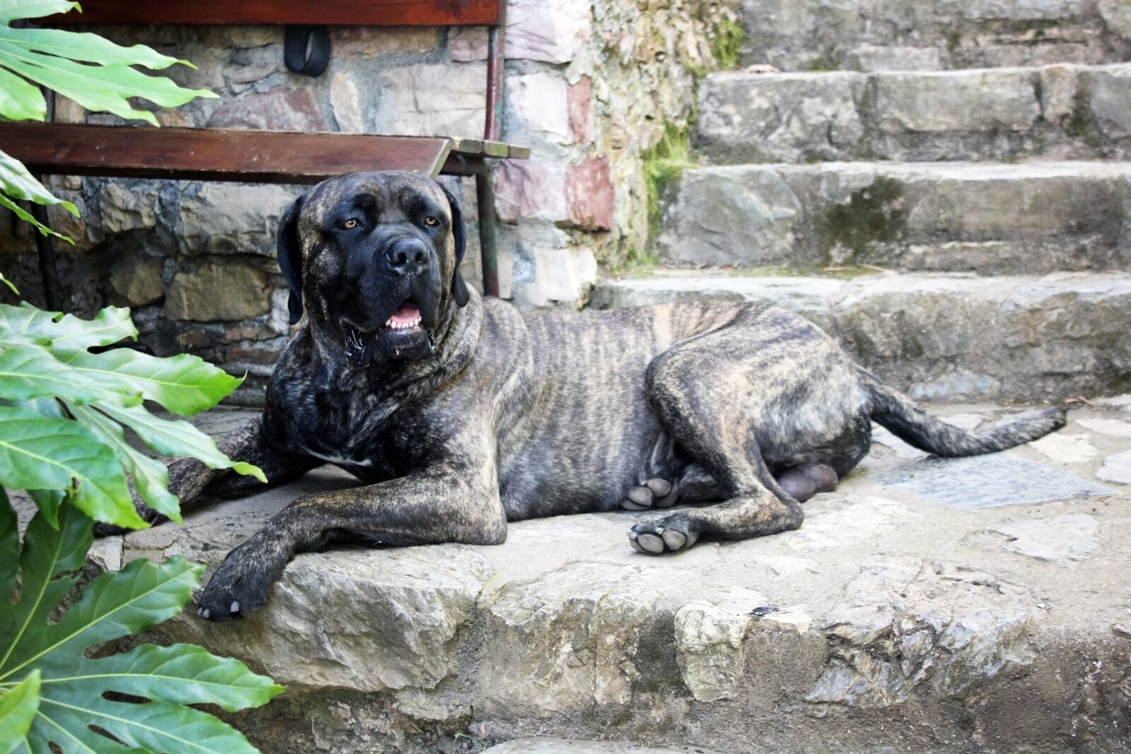 Canon EOS 550D (EOS Rebel T2i / EOS Kiss X4) sample photo. Dog, cane corso, garden photography