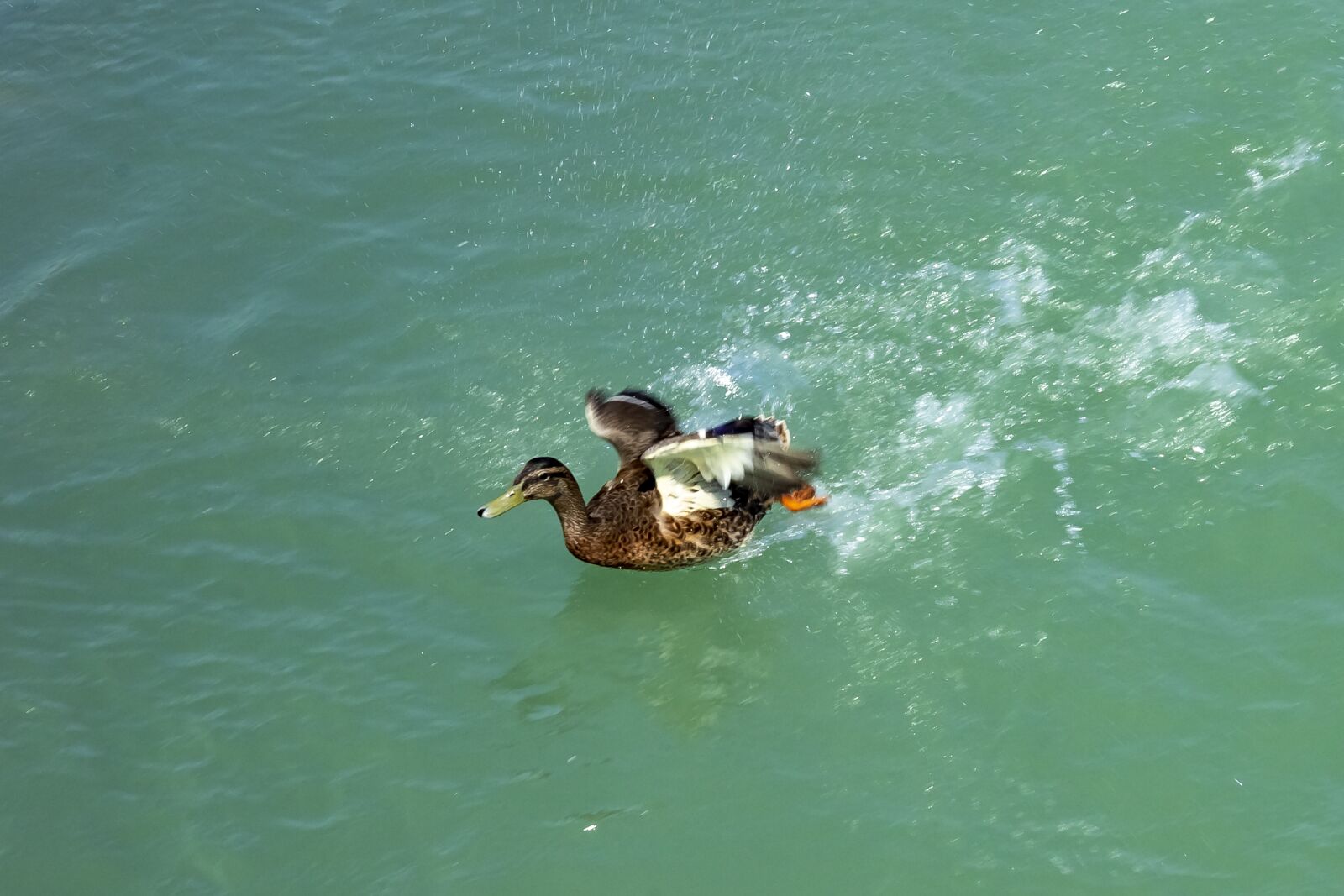 Canon EOS 1300D (EOS Rebel T6 / EOS Kiss X80) sample photo. Duck, wild ducks, teal photography