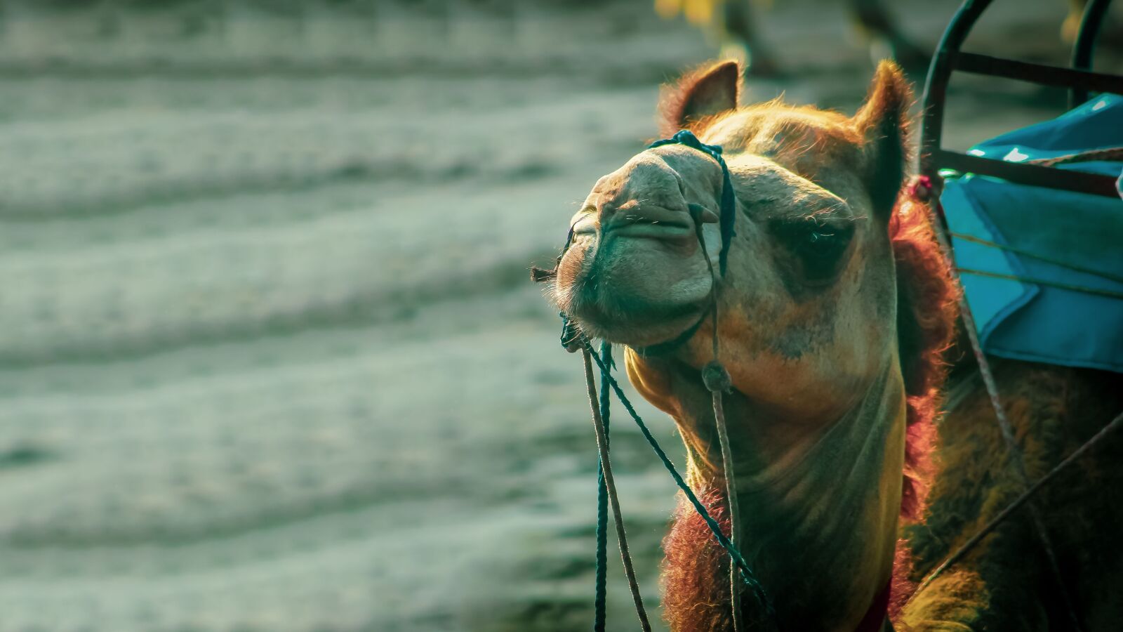 Canon EOS 1200D (EOS Rebel T5 / EOS Kiss X70 / EOS Hi) sample photo. Animal, camel, desert photography